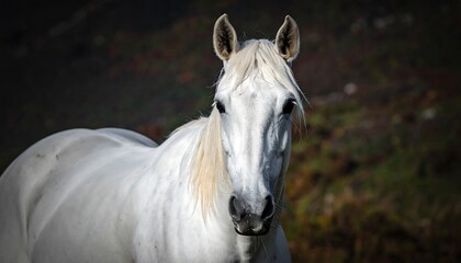 Elegant White Horse Portrait - A Study in Equine Beauty and Grace.