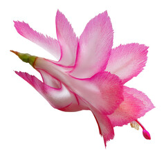 Pink & white Christmas Cactus blossom on a black background