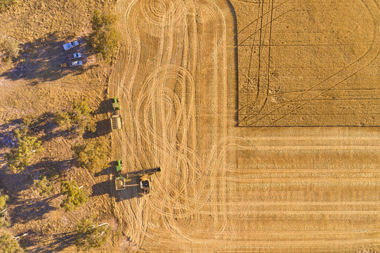 Header offloading grain into a chaser bin during parley harvest, with utes parked in the shade.