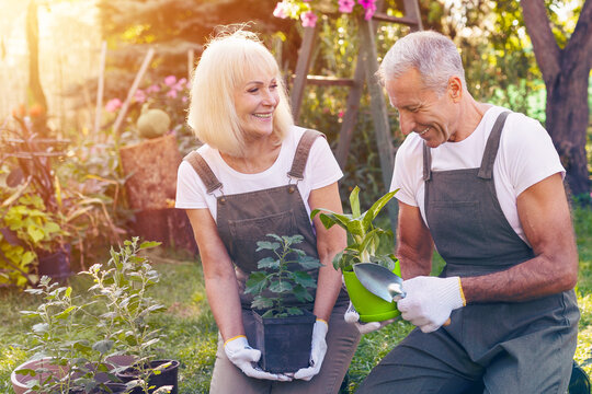 A couple is happily engaged in gardening, smiling at each other while planting flowers in a lush backyard. The sun shines brightly, enhancing the vibrant colors of the plants around them.