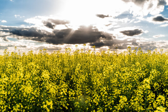 Sunbeams pierces through the clouds over the rapeseed field.