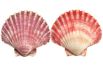 Two Shells Next to Each Other PNG