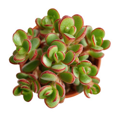 Succulent plant cluster in terracotta pot