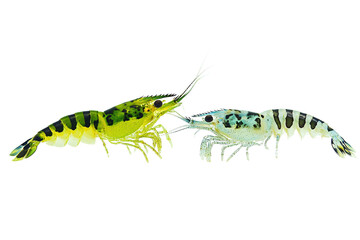 Two Different Shrimp with Space Between PNG