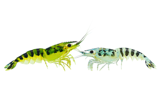 Two Different Shrimp with Space Between PNG