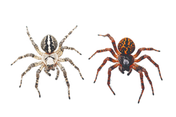 Pair of Spiders with Space Between Them PNG