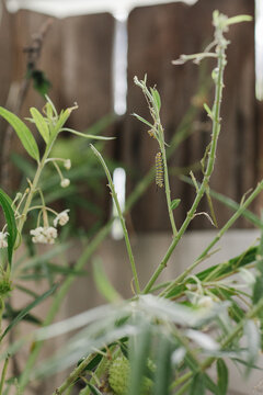 Caterpillar walking along backyard milkweed plant