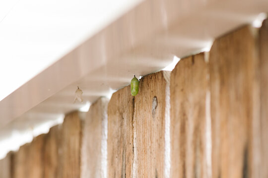 Small green cocoon hanging from urban fence