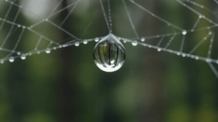 Macro photograph of a delicate spider web with shimmering water droplets, reflecting the surrounding natural greenery - Powered by Adobe