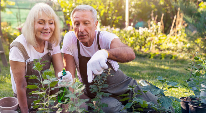 A couple enjoys gardening in their backyard on a sunny day. They are tending to plants, using tools, and sharing tips. The lush greenery surrounds them as they work happily.