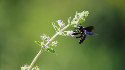 blue wing carpenter bee in the garden	
