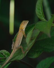 Brown Lizard on green lesves