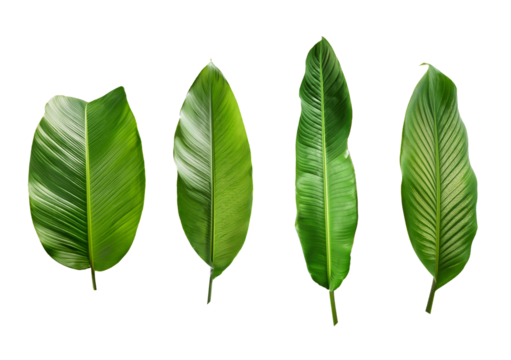 Set Long Exotic tropical leaf, isolated on transparent or white background
