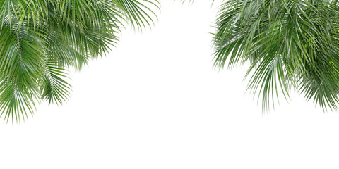 Obraz premium Green palm tree on transparent background 3d rendering png