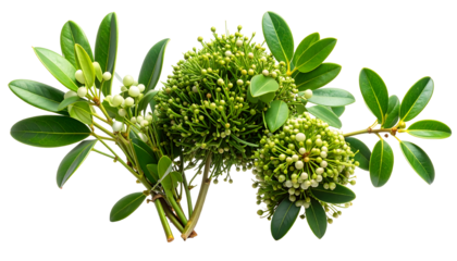 Green leafy branches with small white flowers and round green clusters on transparent and white background