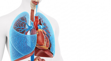 Human Heart and Lungs Anatomy in Chest Cavity. Cardiopulmonary System Medical 3D Illustration