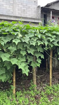 chayote plant