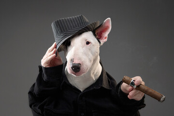 A white Bull Terrier wearing a black shirt and hat poses with a cigar against a gray backdrop. The humorous and dramatic composition adds personality and flair to the image.