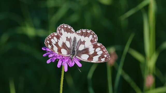 melanargia galathea the marbled white butterfly on a scabiosa blossom