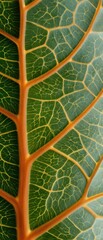 Professional Botanical Macro Detail Modern Golden Leaf Veins for Scientific Marketing and Tech Industry Advertising