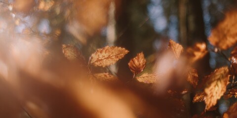 Authentic Autumn Forest Glow Premium Warm Cozy Landscape with Golden Leaves for Seasonal Marketing and Social Media Content