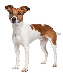 jack russell terrier dog, isolated on white background.