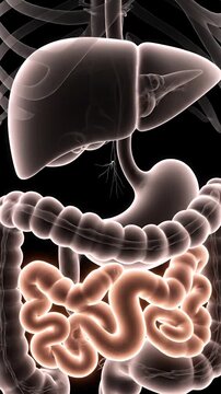 3D Rendering of Human Digestive System Anatomy for Medical Visualization on Dark Background Shows Small Intestine Liver and Colon for Educational Animated Presentation