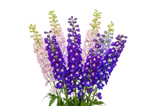 A beautiful bouquet of purple and white delphinium flowers isolated on transparent background - Powered by Adobe
