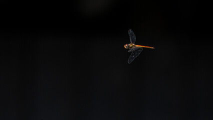 Dragonfly in flight on a dark background with a beautiful bokeh