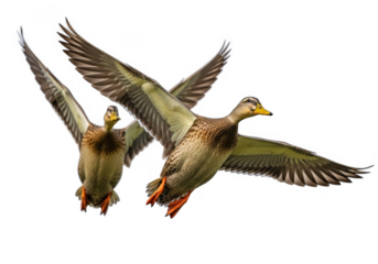 Two mallard ducks in mid flight with wings spread isolated on transparent background