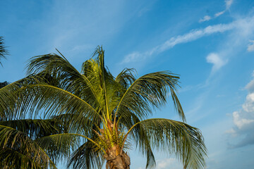 Coconut palm tree on blue sky and clouds © Dontree