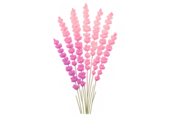 Pink and purple flower bouquet with fluffy petals, botanical illustration design for spring and romantic themes, transparent background