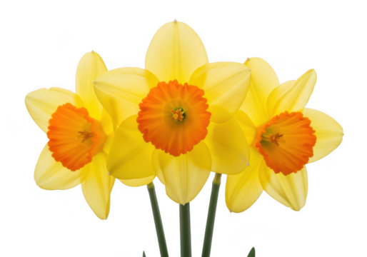 Bright yellow daffodils with vibrant orange centers isolated on transparent background