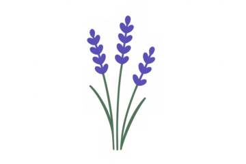 Lavender flowers with vibrant purple petals and green stems, drawn in a simple doodle style on a transparent background