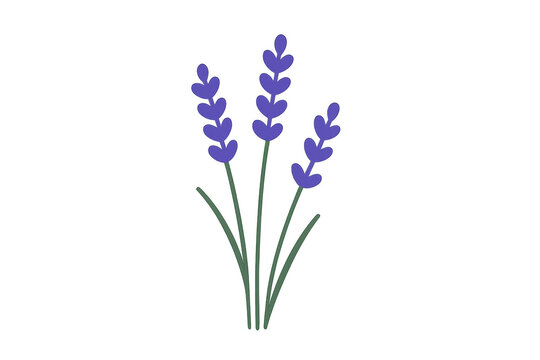 Lavender flowers with vibrant purple petals and green stems, drawn in a simple doodle style on a transparent background