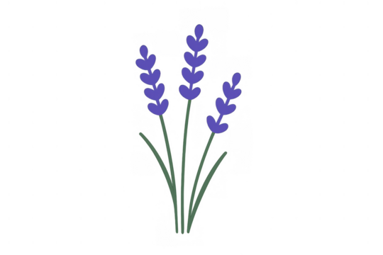 Lavender flowers with vibrant purple petals and green stems, drawn in a simple doodle style on a transparent background