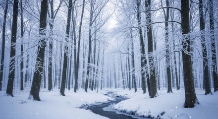 A frozen stream winds through a forest of bare trees covered in frost and snow