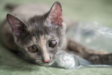 gray kitten with intense eye infection