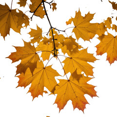 Obraz premium Autumn leaves, a symbol of the fall season