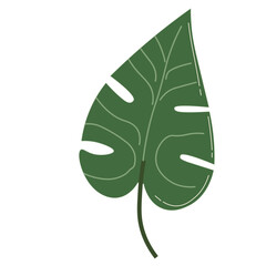 Classic green monstera leaf with split pattern, great for tropical, modern, or boho-style interior and decor.