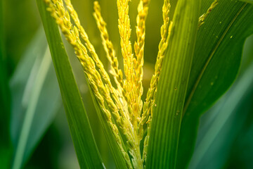 Close-up photograph of corn tassels with green leaves in soft natural sunlight, symbolizing fertility, growth, and agricultural abundance, crop science, food production