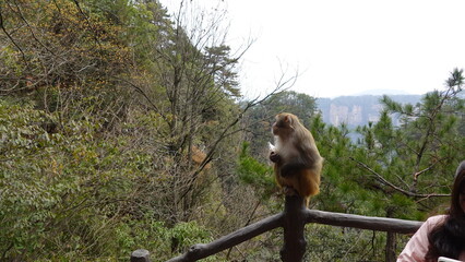 Rhesus macaque is looking at the mountain, Monkey sitting on a wooden railing at the Zhangjiajie National Forest Park in China, Rhesus macaques is species of monkey in Asia