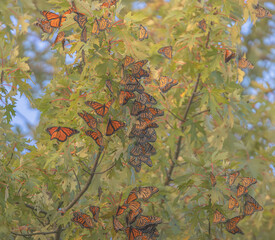 Monarch Butterflies Roosting