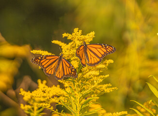 Monarch Butterfly On Goldenrod