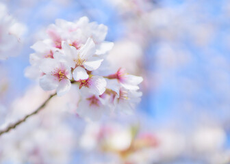 Fototapeta premium 青空背景爽やかな桜の花クローズアップ