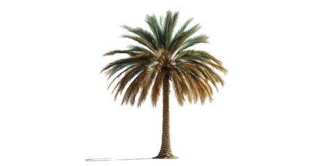 Single Palm Tree with Textured Trunk isolated on a transparent background