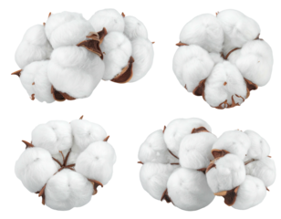 Four fluffy white cotton boll blooms against a stark dark backdrop