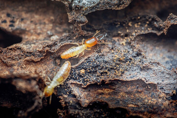 Termites soldier and worker damaging wood structure