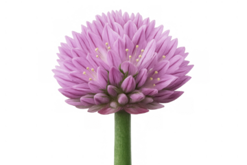 Chive flower blooming, a purple blossom head closeup with a green stem, isolated on a transparent background