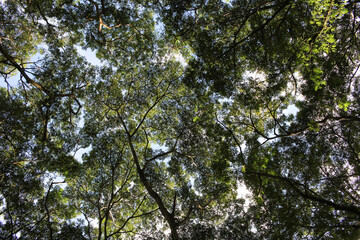 Low-angle view of dense green tropical tree canopy, with bright sunlight filtering through the leaves and branches.